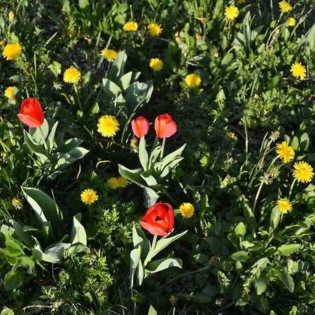 Ka' Tari * Ponte nellʼAlpi