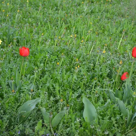 Apartamento Ka' Tari *